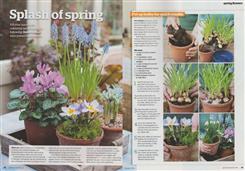 splash of spring 1