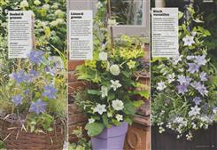 clematis in pots 2