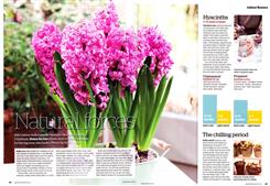 forcing bulbs