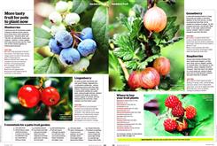 backdoor fruit 3