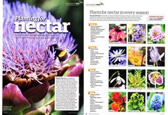 planting for nectar