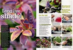 shade planting